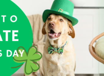 5 Ways to Celebrate St. Patrick&#039;s Day with Your Pet